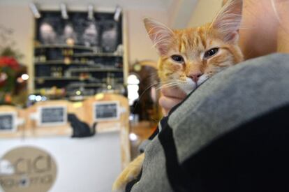 (FILES) This file photo taken on March 13, 2016 shows a cat being held by a customer at the cat cafe Kocicí Kavarna, on March 13, 2016 in Prague. 
Already popular in Japan, Taiwan, parts of Asia and Europe, cat cafes are booming in the Czech Republic, with a dozen having popped up in the EU member of 10.5 million people since the summer of 2014. / AFP PHOTO / Michal Cizek
