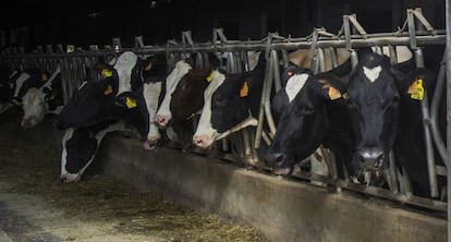 Vacas en una explotaci&oacute;n ganadera en Pontevedra