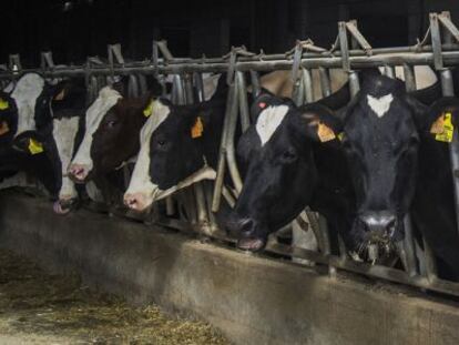 Vacas en una explotación ganadera en Pontevedra