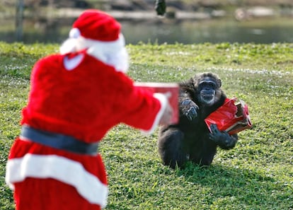 Un hombre disfrazado de Papa Nöel entrega un regalo de Navidad a un chimpancé en el Safari de Palm Beach, Florida (EE.UU), el primer zoo sin jaulas.
