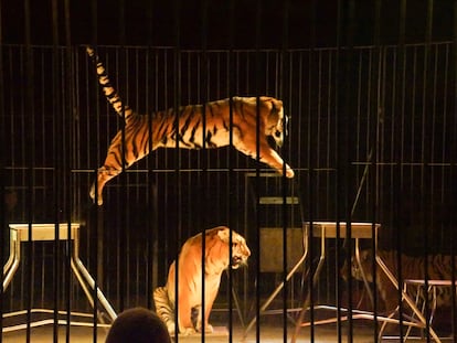 Tigres ejecutando un número de doma en el Circo de Praga.