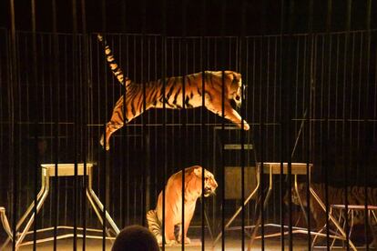 Tigres ejecutando un número de doma en el Circo de Praga.