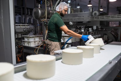 Desmolde de los quesos en la fábrica de la Hacienda Zorita.