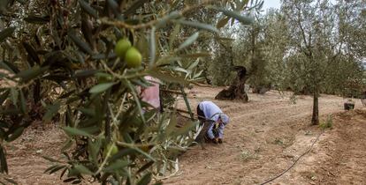 Recogida tradicional de la aceituna en una finca de El Viso del Alcor (Sevilla).