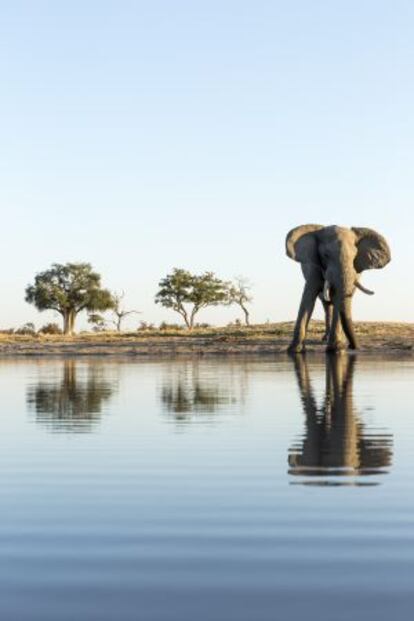 Un elefante africano (‘Loxodonta africana’), en el parque nacional de Chobe, en Botsuana.