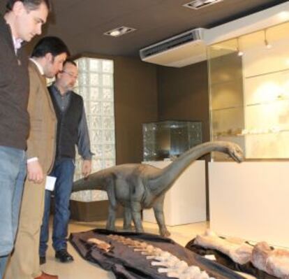 Restos del dinosaurio analizado en el Museo Paleontológico de Elche.