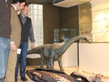 Restos del dinosaurio analizado en el Museo Paleontológico de Elche.