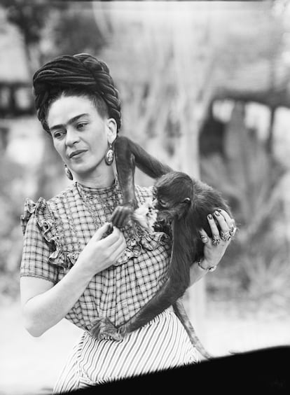 Frida Kahlo y sus monos, loros, perros y cervatillo. En la famosa casa Azul de Frida Kahlo en Coyoacán, Ciudad de México, vivían también monos araña, perros sin pelo, un loro amazónico y un venado llamado Granizo, que a menudo aparecía en sus obras de arte. Las mascotas primate de Kahlo fueron un mono araña llamado Fulang Chang (un regalo de su esposo) y otro llamado Caimito de Guayabal. También tenía a Bonito, un loro amazónico, que hacía trucos en la mesa a cambio de porciones de mantequilla. Por allí también andaba un cervatillo llamado Granizo, un águila de nombre Gertrudis Caca Blanca, y numerosos periquitos, guacamayos, gallinas y gorriones. También tenía ixquintles mexicanos sin pelo (una raza de perro con ascendencia que se remonta a los aztecas) y su favorito, era el señor Xoloti.