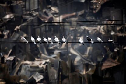 Palomas sobre el cableado eléctrico junto a unas casas en escombros tras un incendio en el suburbio chabolista de Ilias Mollah, en Daca (Bangladés).