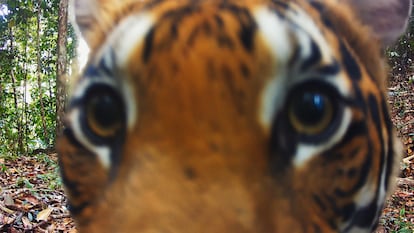 El tigre de Malasia, una de las especies en peligro de extinción que registran las cámaras de 'Instinto animal'.