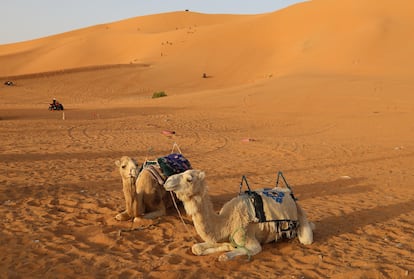 Dos camellos en el desierto del Sáhara.