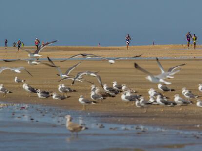 Aves en el Parque Nacional de Doñana.