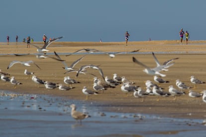 Aves en el Parque Nacional de Doñana.