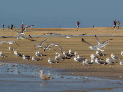 Aves en el Parque Nacional de Doñana.