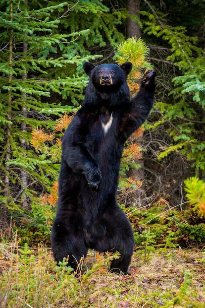 Dançarino de discoteca. “Este urso negro está se posicionando para coçar as costas em uma árvore pequena, mas parece um movimento de dançarino de discoteca dos anos 1970”, diz o fotógrafo canadense Chris Martin. Ele captou a foto no parque Nacional Jasper, em Alberta (Canadá).