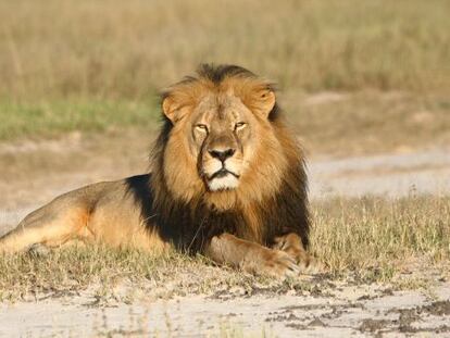 El león Cecil, cazado en julio por un dentista estadounidense en Zimbabue.