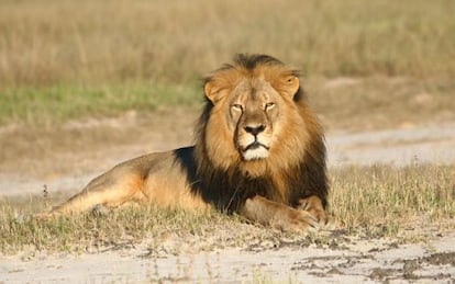 El león Cecil, cazado en julio por un dentista estadounidense en Zimbabue.