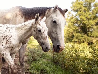 Rina y Dakotah, una yegua y su potro, en el santuario Sacred Way, en Alabama (EE UU). El caballo rizado tiene profundo significado cultural y tradicional para el pueblo lakota y otros indígenas de América.