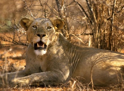 Los leones de Tsavo no tienen melena.