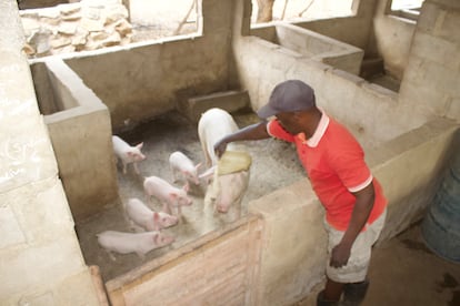 El agricultor Sinoya Phiri alimenta a seis de los 52 cerdos que tiene en su granja, el 5 de junio de 2025.
