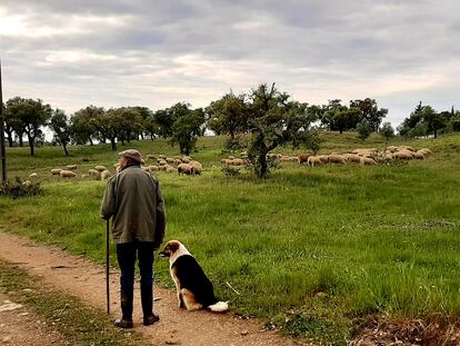 Horacio pastorea sus ovejas en la aldea de Santa Margarida da Serra, en el Alentejo portugués.