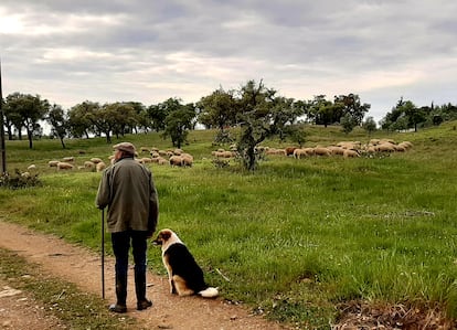 Horacio pastorea sus ovejas en la aldea de Santa Margarida da Serra, en el Alentejo portugués.