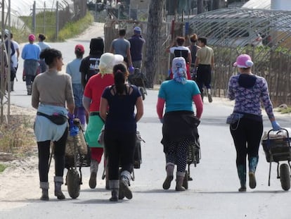 Un grupo de mujeres se dirige al tajo a recoger fresas en una finca de la localidad onubense de Palos de la Frontera.