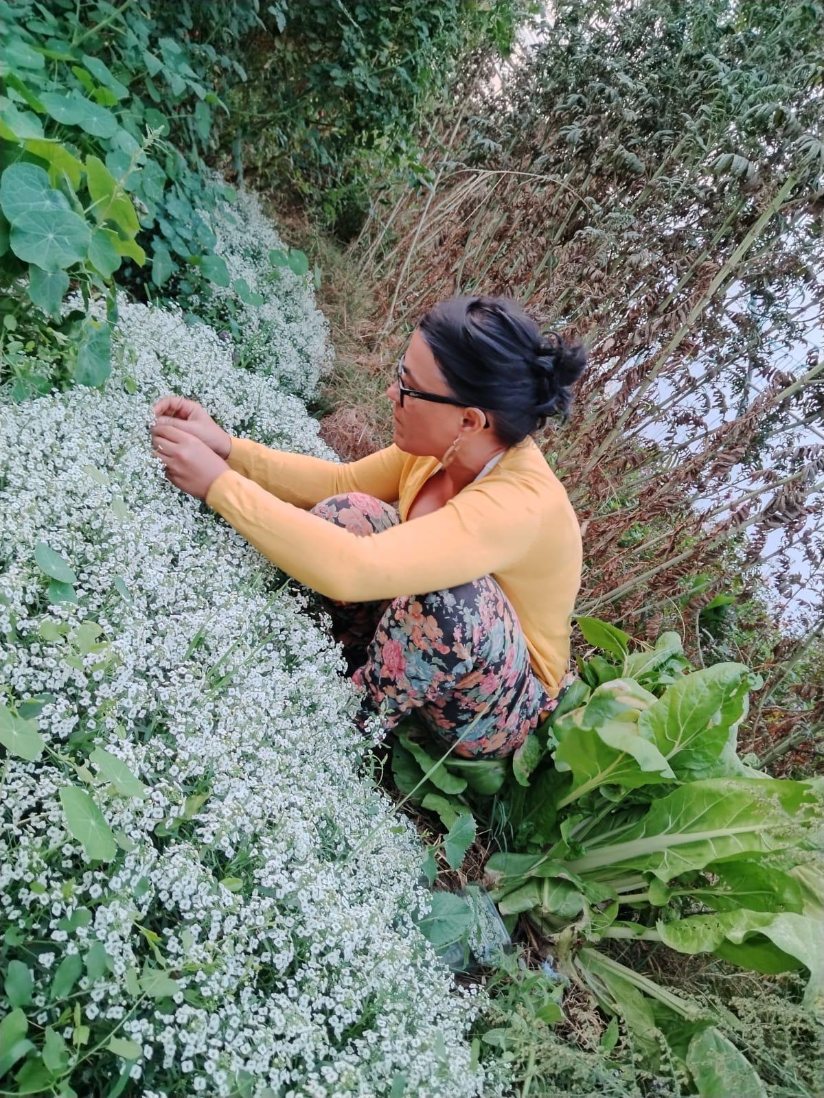 ¿Quién recolecta las plantas silvestres de los restaurantes?