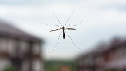 Esta es la mejor solución para eliminar los mosquitos en casa y en el jardín