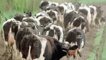 Foto de archivo de un rebaño de vacas de una zona de Escocia afectada por la enfermedad de las vacas locas.