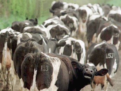 Foto de archivo de un rebaño de vacas de una zona de Escocia afectada por la enfermedad de las vacas locas.