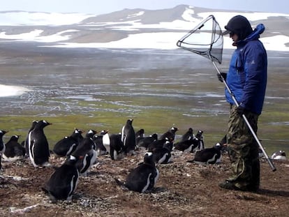 Andrés Barbosa, en una pingüinera de la península Byers, en la isla Livingston.