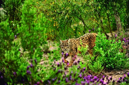 La belleza de los parques españoles es un instante. El de este lince entre la fronda y las flores, uno de los 84 que viven en el Parque Nacional de Doñana, según datos de 2012. Pero puede ser muchos otros como los que proponen las más de 260 páginas de 'Parques nacionales de España' (Lunwerg, 2014), un recorrido fotográfico por 10 parques nacionales españoles con la colaboración de la Red de Parques Nacionales y del Ministerio de Agricultura, Alimentación y Medioambiente. Pablo Sanjuanbenito García, Codirector Conservador del Parque Nacional de la Sierra de Guadarrama, afirma que el libro es "un escaparate para la belleza de los Parques Nacionales de España". Pensando especialmente en el turista extranjero, porque el libro está editado en edición bilingüe.