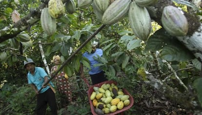 Una plantaci&oacute;n de cacao en Indonesia.