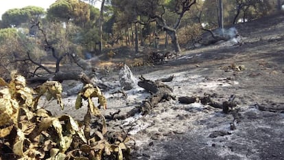 Estado en el que ha quedado Fuentepiña tras el incendio registrado en Moguer.