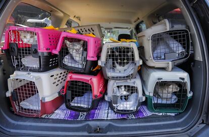 Un voluntario lleva en su coche a varios gatos perdidos a un centro de adopciones en Atlanta, Georgia. Varias instituciones y refugios para animales han acogido a numerosas mascotas perdidas tras el paso del devastador ciclón Harvey.