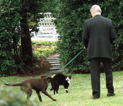 Clinton se topa con el gato Socks mientras pasea a su perro Buddy en los jardines de la Casa Blanca, el 6 de enero de 1998.