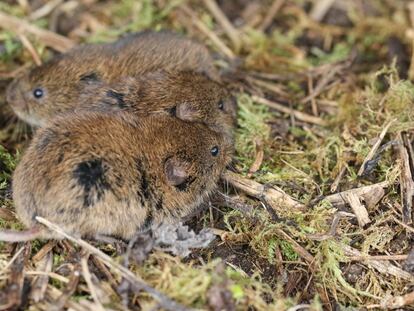 Some prairie voles in the wild.