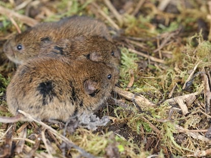 Some prairie voles in the wild.