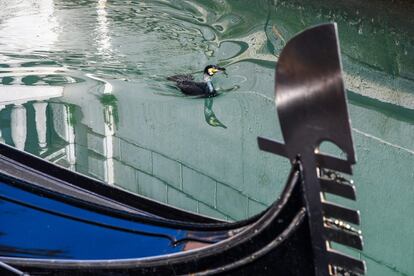 Un ave marina cruza uno de los canales de Venecia, ya que por la reducción del tráfico sus aguas permanecen tranquilas.