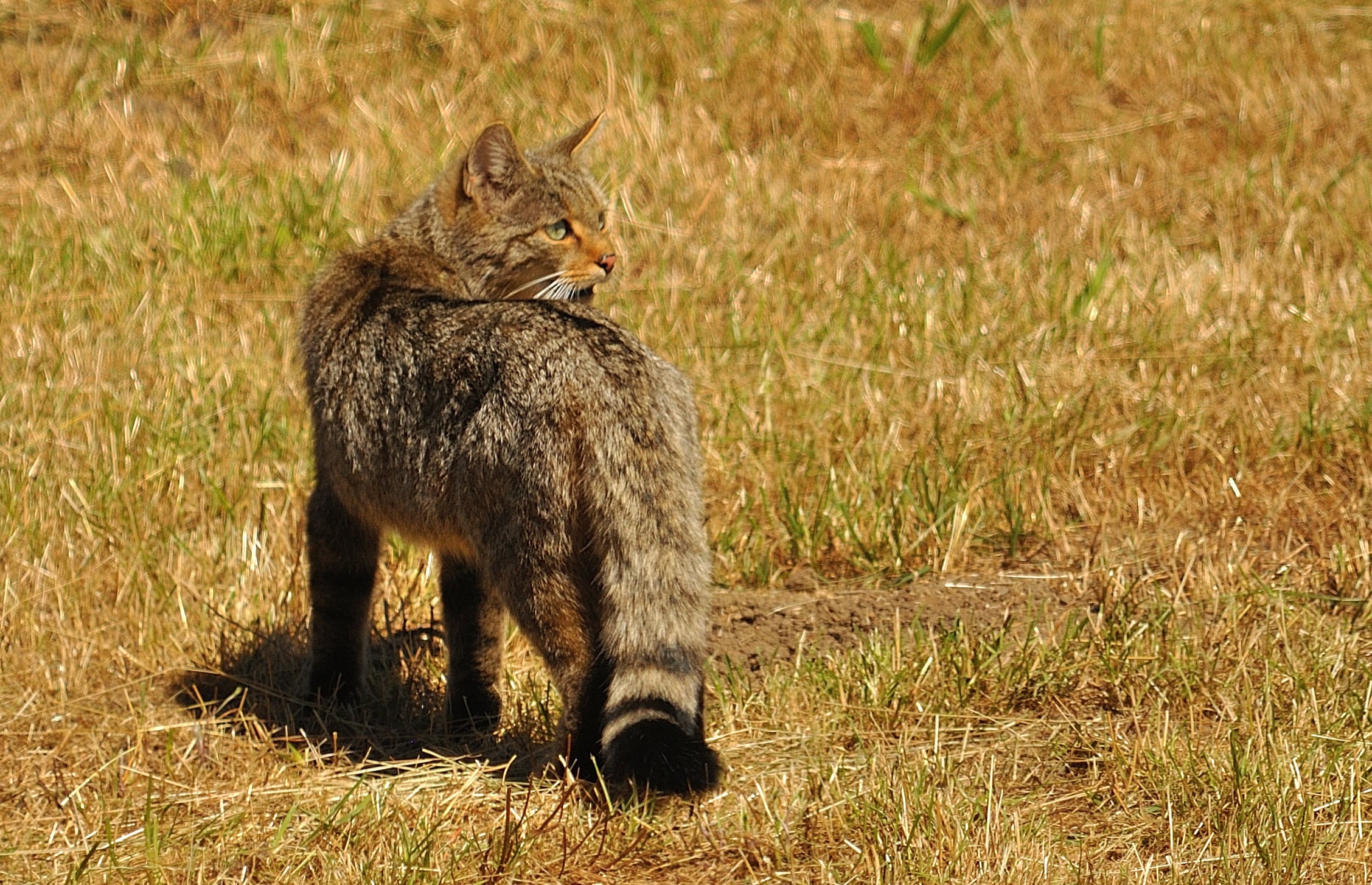 El gato montés, el felino olvidado, afronta su desaparición en el centro y sur de la Península