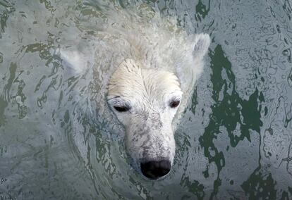 Aurora, una hembra de 8 años de oso polar, nada en una piscina en el zoo de Royev Ruchey en Rusia. 