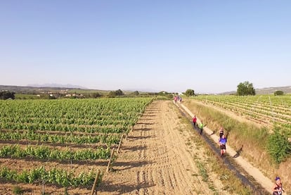 Viñedos del Penedés. 