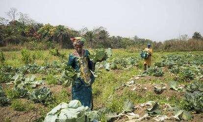 Una mujer de una cooperativa de cultivo y procesado de repollos, en una plantación cerca de Kabala, en Sierra Leona.