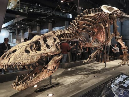 El enorme tiranosaurio que puede verse en Cosmocaixa de Barcelona.