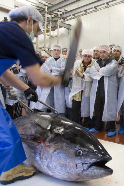 Los cocineros Aduriz, Arzak y Adrià en la lonja de Barbate.