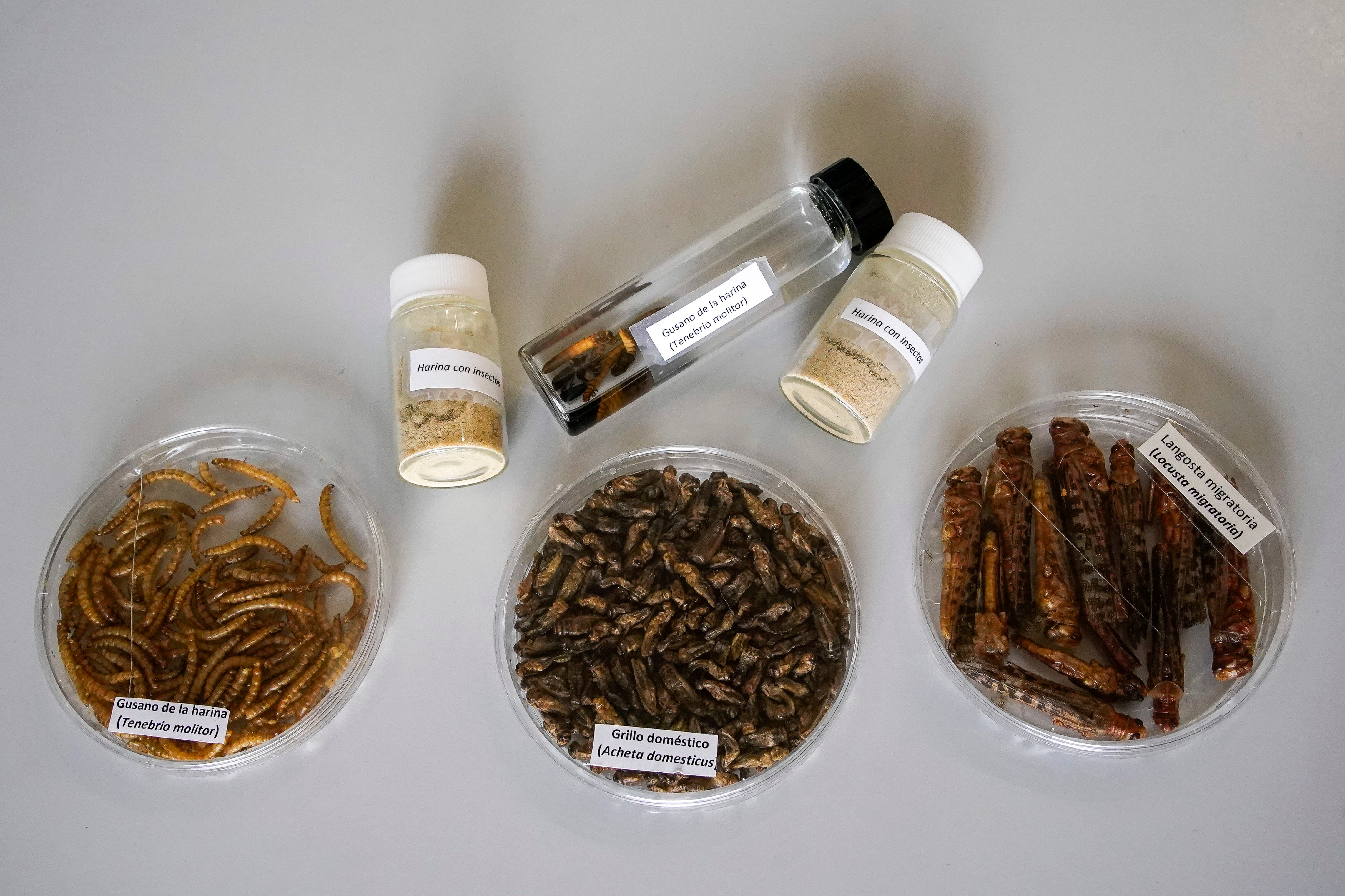 Varias muestras de insectos comestibles en el Instituto de Ciencia y Tecnología de Alimentos y Nutrición, en Madrid. 