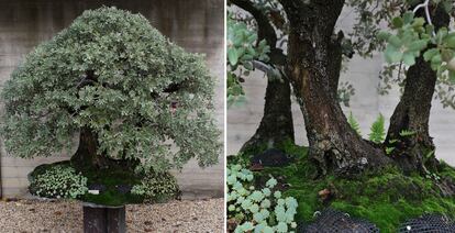  Ejemplar de encina 'Quercus ilex L.'.