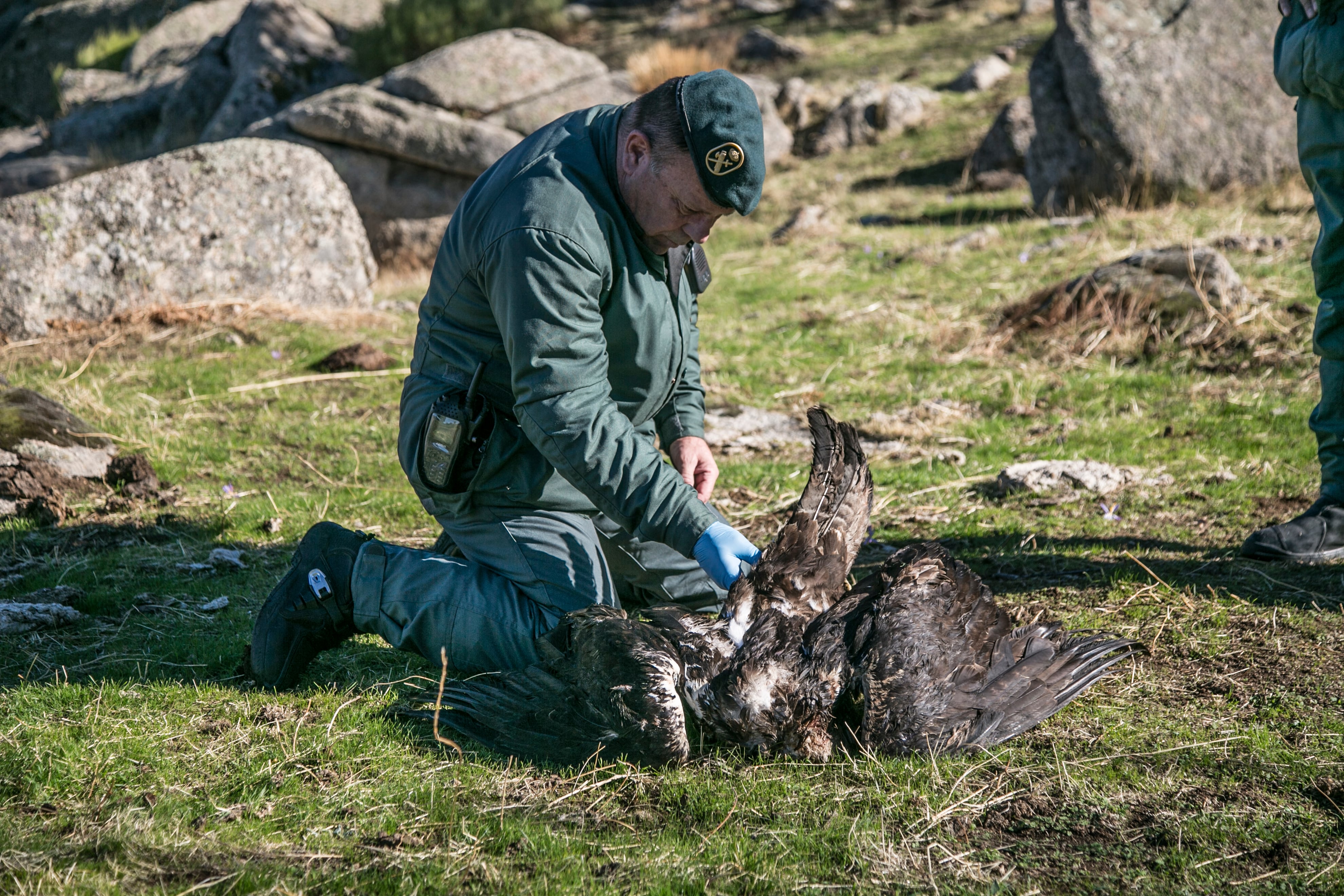 Un agente del Seprona con un águila imperial envenenada en la Sierra de Guadarrama. 