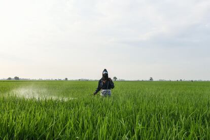 Un trabajador esparce pesticida en un campo de Sekinchan, una pequeña localidad situada en la costa oeste de Malasia.